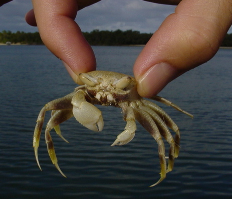 sand-crab-1492288